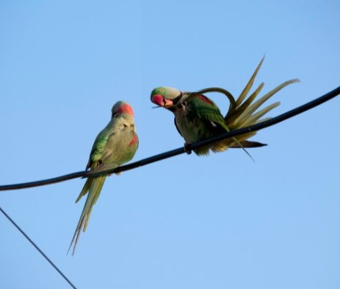 Two Alexandrine Parrots on a Wire