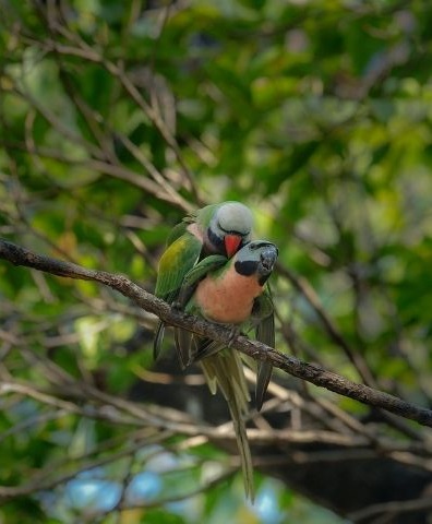 Red Breasted Parakeets Mating