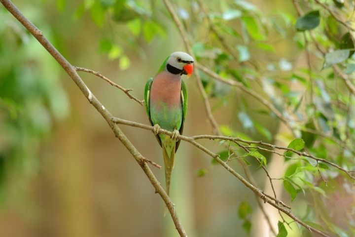 Red Breasted Parakeet in Tree Branch