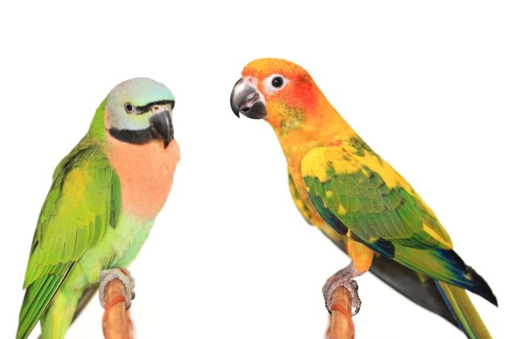 Red Breasted Parakeet Comparison