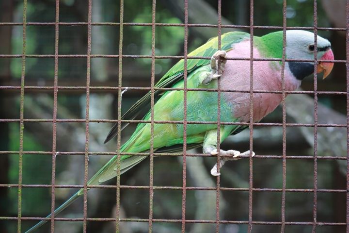 Moustached Parrot in Cage