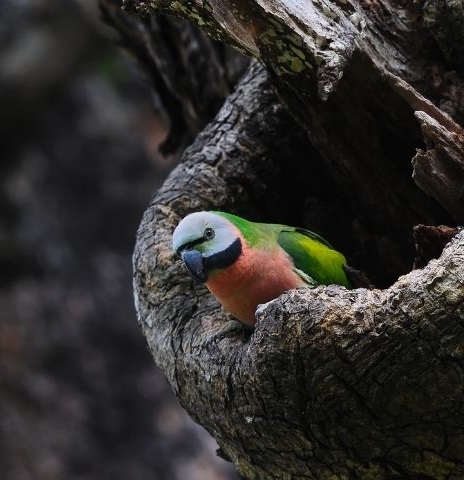 Red Breasted Parakeet at Home