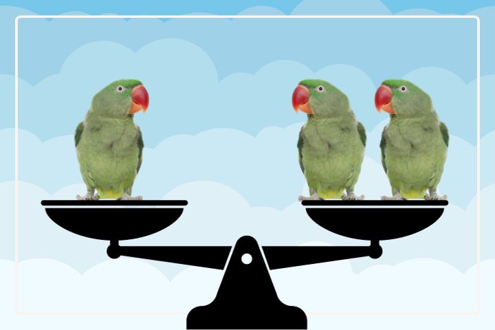 Alexandrine Parrot: Pros and Cons of Ownership Explained