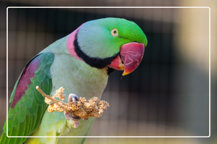 What Do Alexandrine Parrots Eat?
