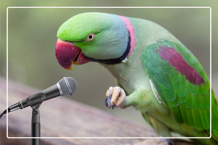 How Noisy Are Alexandrine Parrots?