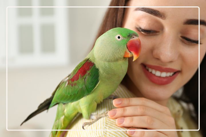 Alexandrine Parakeet: Overview, Characteristics and Care