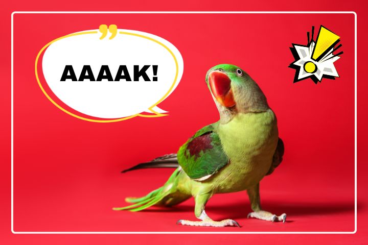 Why Do Alexandrine Parrots Scream?