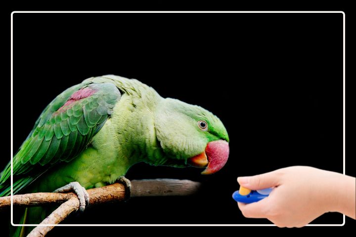 How to Train Your Alexandrine Parakeet