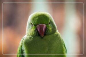 Decoding Your Indian Ringneck Parakeet's Body Language - Avian HQ
