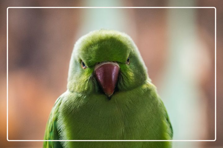 Decoding Your Indian Ringneck Parakeet’s Body Language