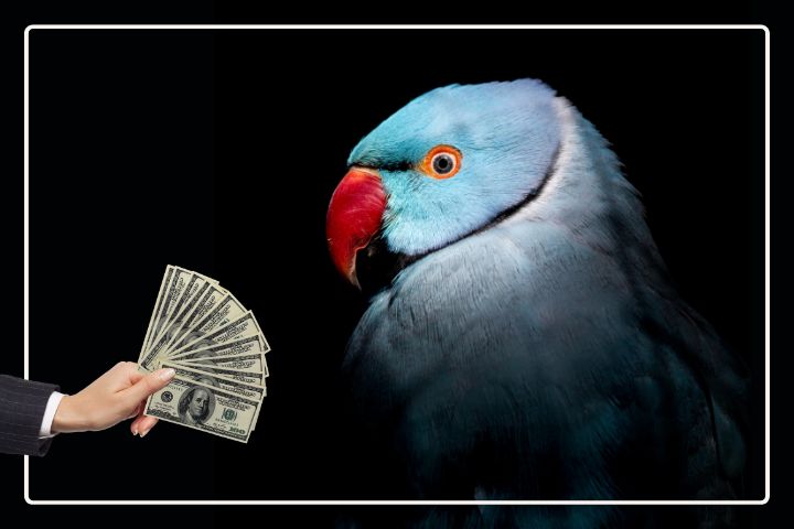 Where Can I Buy An Indian Ringneck Parakeet?