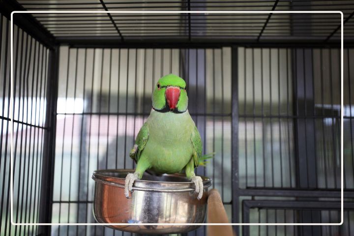 What Size Cage Does an Indian Ringneck Need?