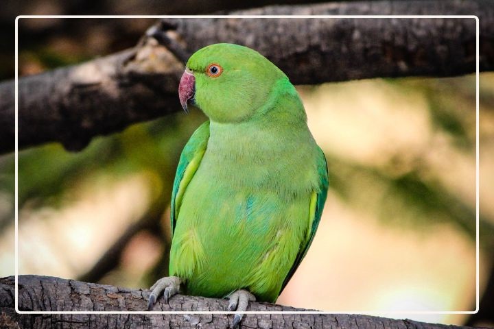 Indian-Ringneck Parakeet