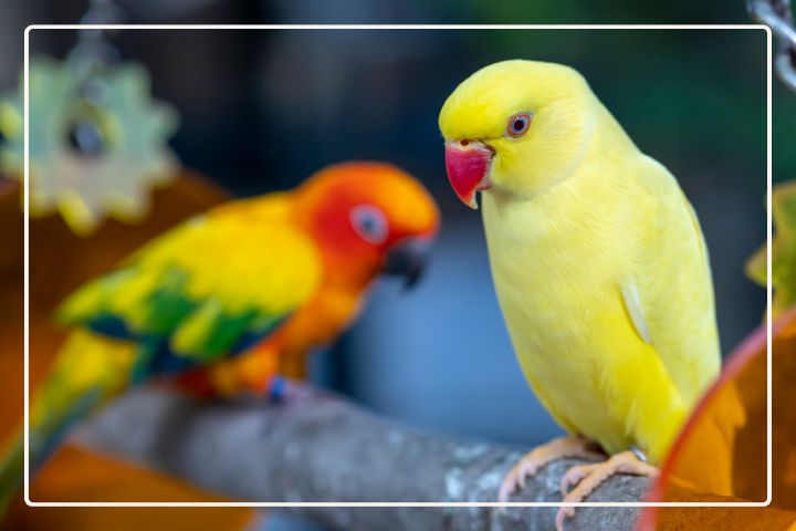 How Intelligent are Indian Ringneck Parakeets?