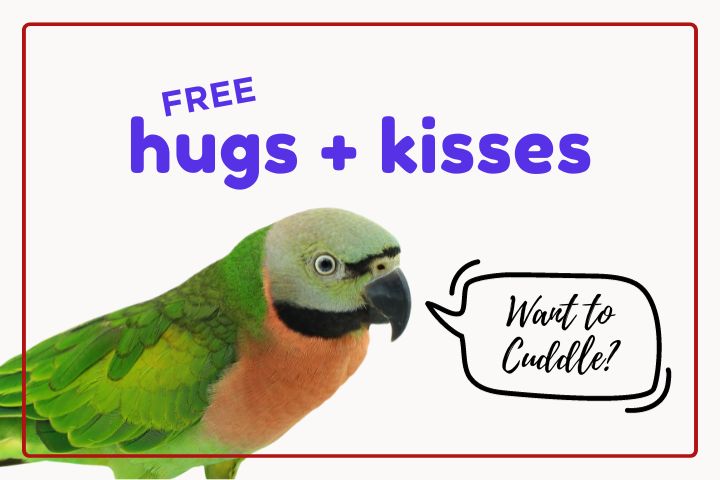 Are Moustached Parakeets Cuddly?
