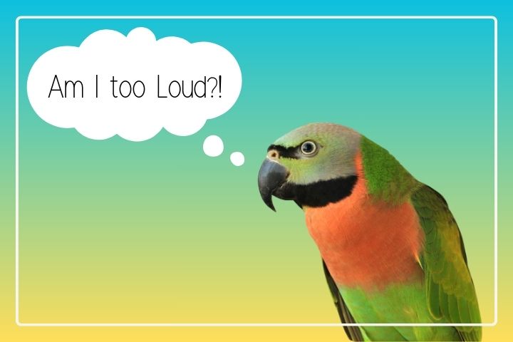 Are Moustached Parakeets Loud?