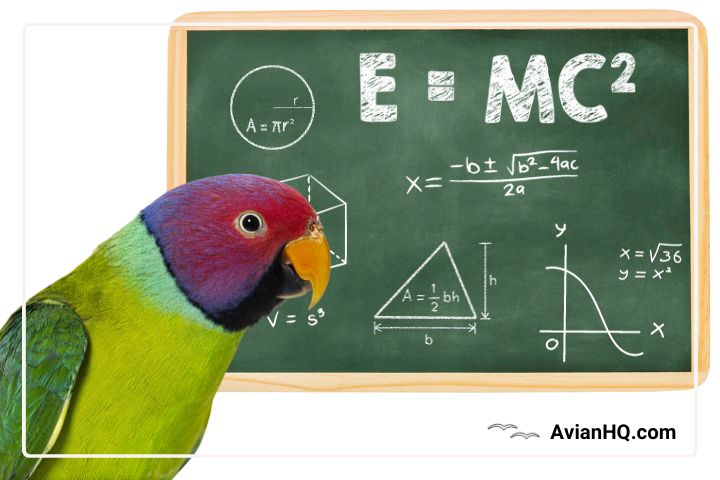 How Intelligent Are Plum Headed Parakeets?