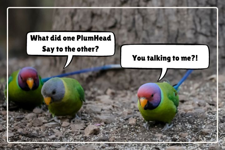 Can Plum Headed Parakeets Talk?