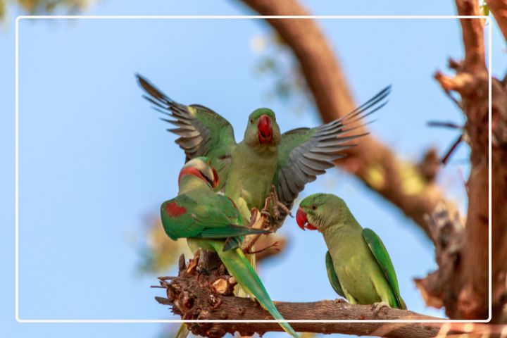 Can Alexandrine Parrots Live With Other Birds?