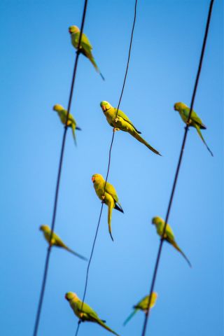 IRN on a Wire