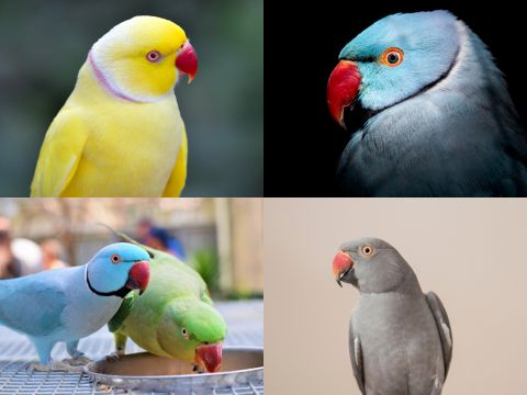 Four Indian Ringneck Collage