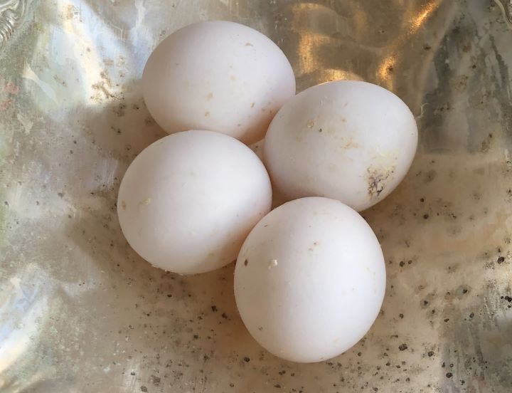 Indian Ringneck Eggs