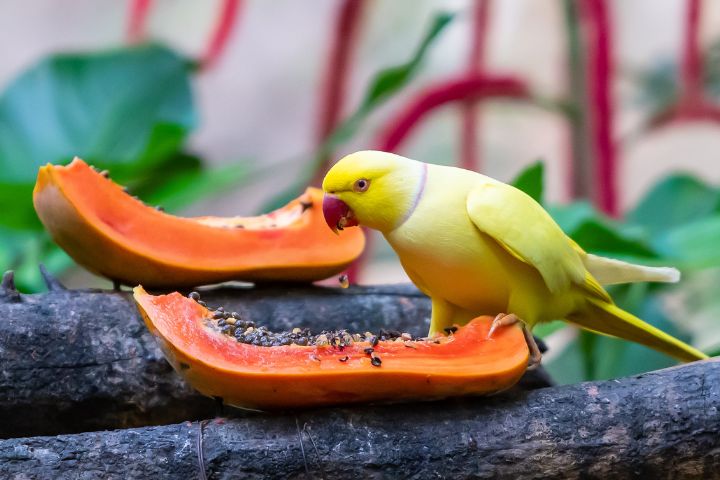 IRN Eating a Papaya