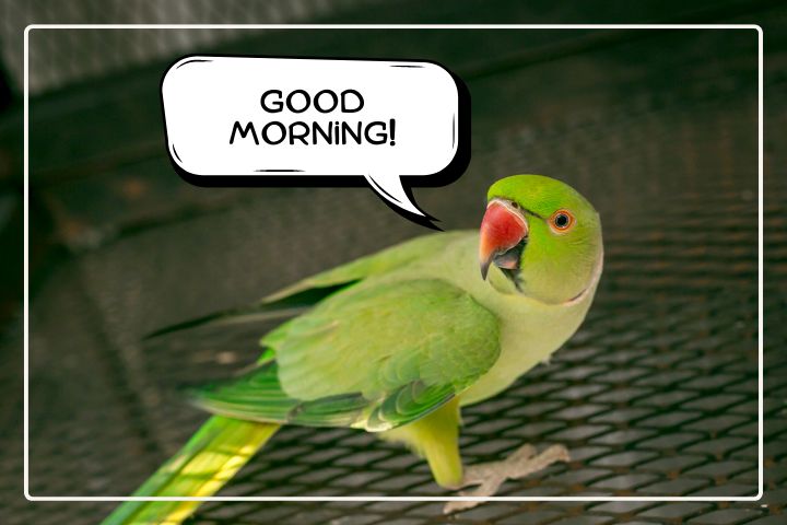 Can You Teach A Indian Ringneck To Talk?