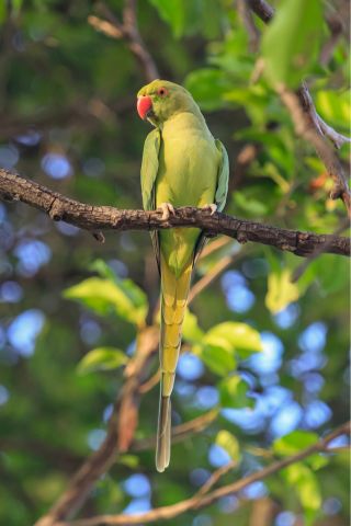 IRN in Tree