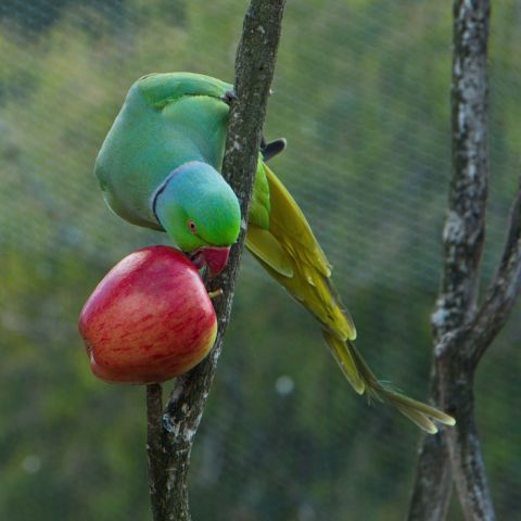 IRN Eating an Apple