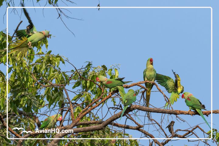 Uncovering the 5 Subspecies of the Alexandrine Parakeet (Psittacula eupatria)