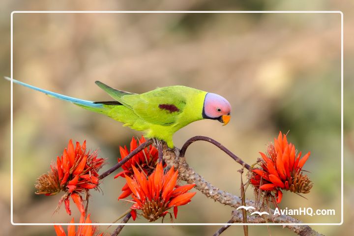 The Complete Guide to the Captivating Blossom-headed Parakeet (Psittacula roseata)