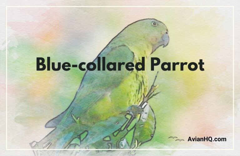 Blue-collared Parrot (geoffroyus simplex)