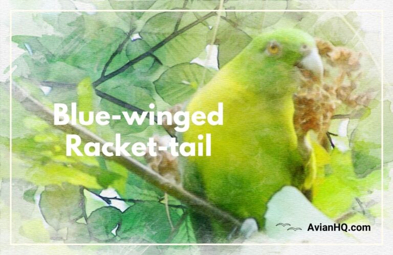 Blue-winged Racket-tail Parrot (Prioniturus verticalis)