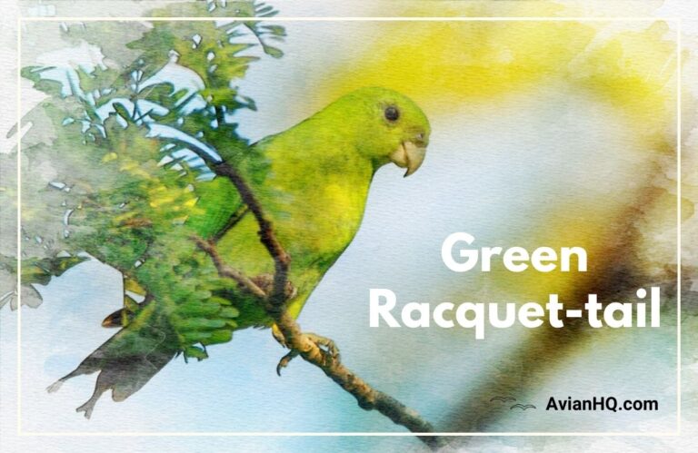 Green Racket-tail Parrot (Prioniturus luconensis)