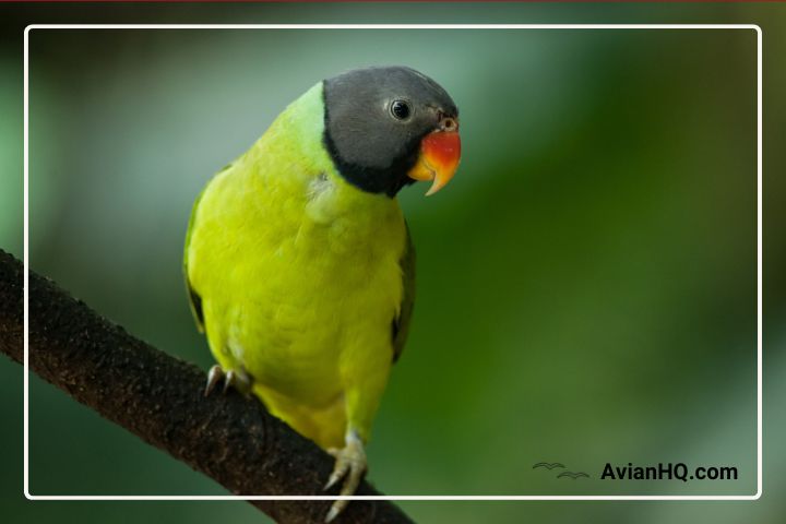 Grey-headed Parakeet: Overview, Characteristics and Care