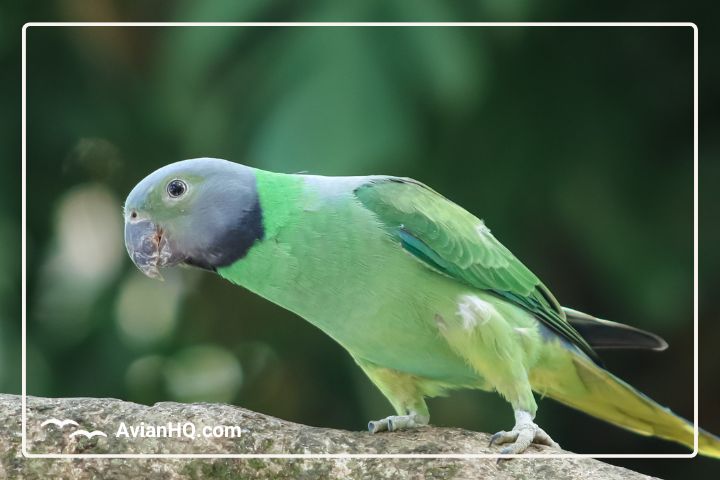 Layard’s Parakeet: Overview, Characteristics and Care
