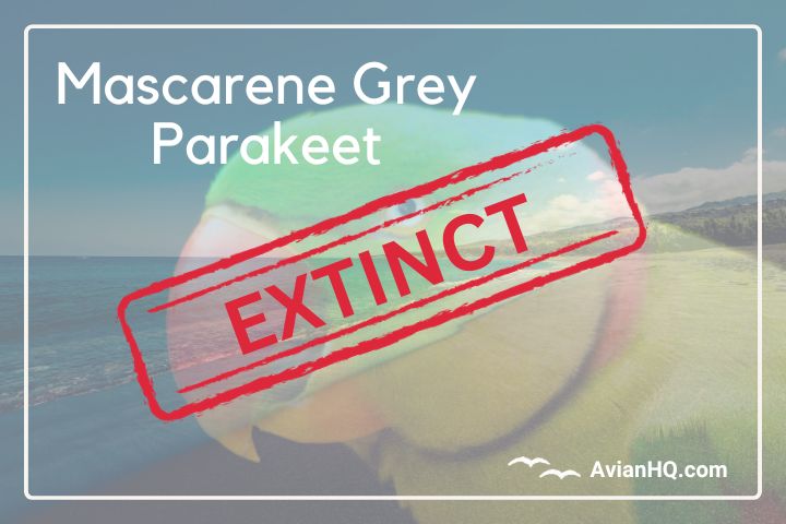 The Extinct Mascarene Grey Parakeet (Psittacula bensoni)