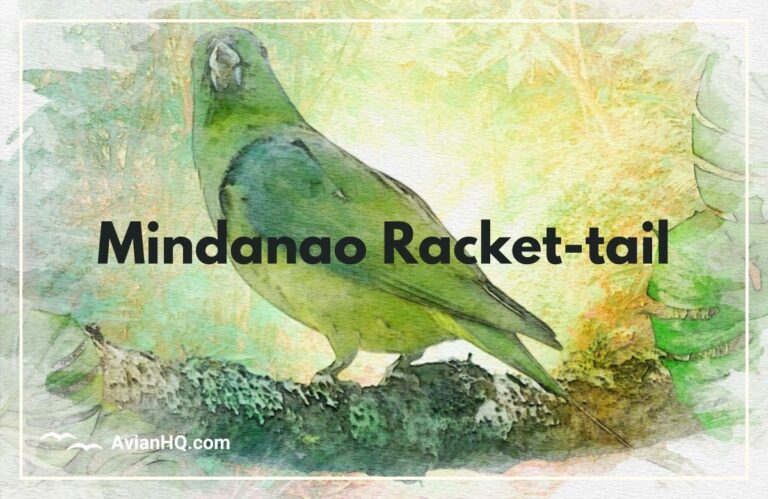 Mindanao Racket-tail Parrot (Prioniturus waterstradti)