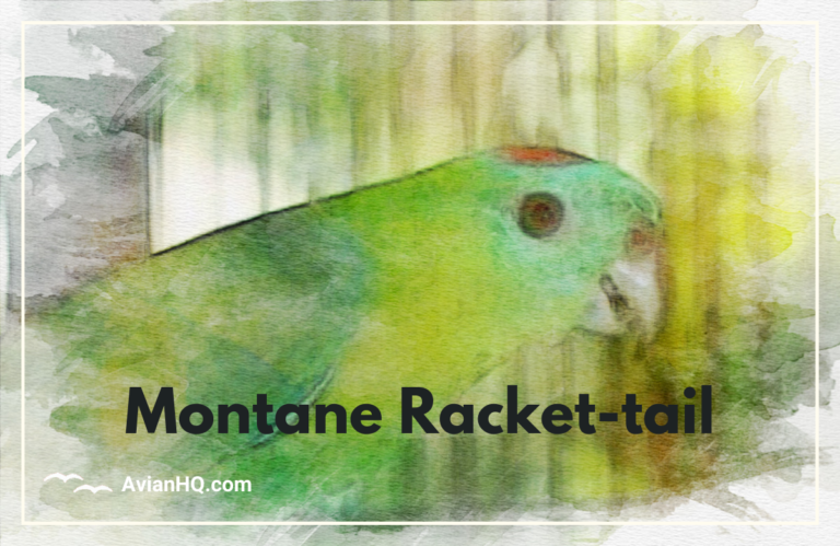 Montane Racket-tail Parrot (Prioniturus montanus)