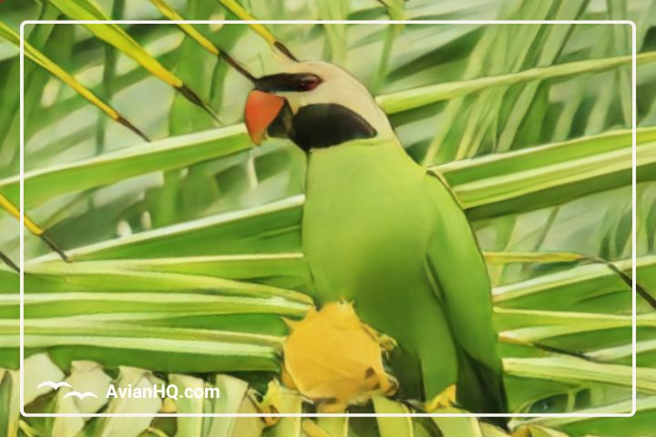 Nicobar Parakeet: Overview, Characteristics and Care