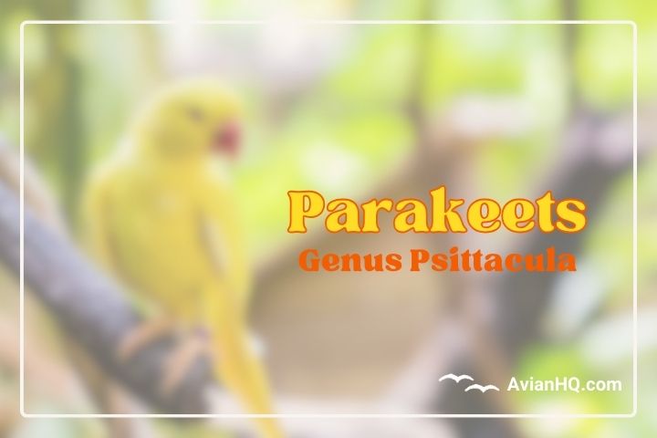 An In-Depth Look at the Diverse Parrots of Genus Psittacula