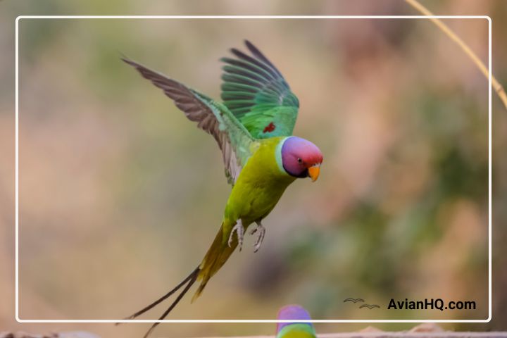 Plum Headed Parakeet: Overview, Characteristics and Care