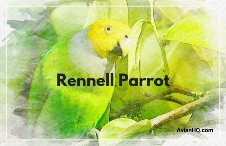 Rennell Parrot (Geoffroyus hyacinthinus)