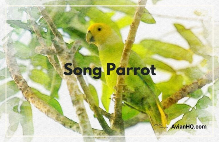Song Parrot (Geoffroyus heteroclitus)