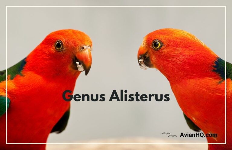 Genus: Alisterus