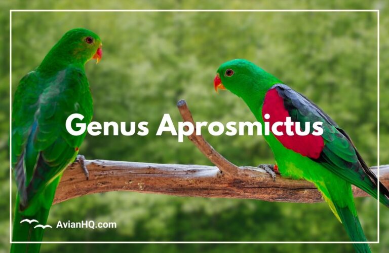 Genus: Aprosmictus