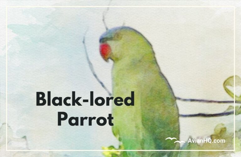 Black-lored Parrot (Tanygnathus gramineus)