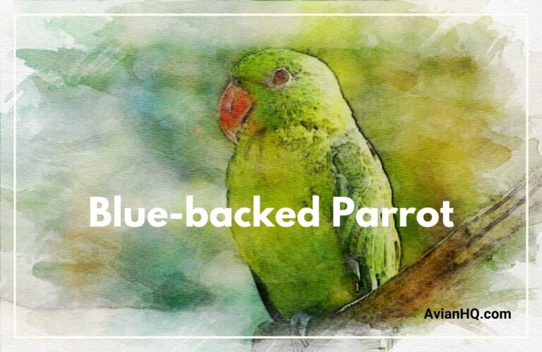 Blue-backed Parrot (Tanygnathus everetti)