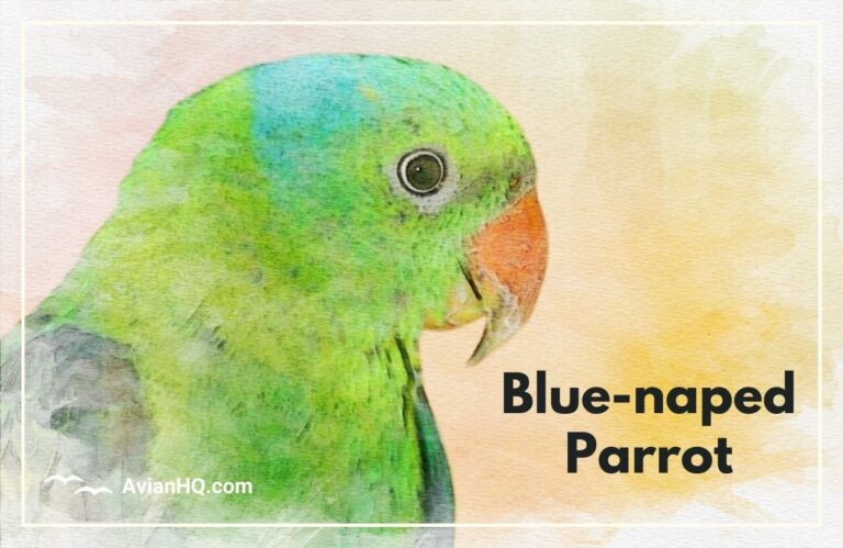 Blue-naped Parrot (Tanygnathus lucionensis)
